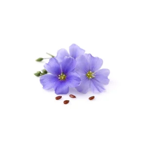 Violette